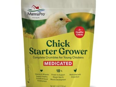 Best Food for Baby Chicks